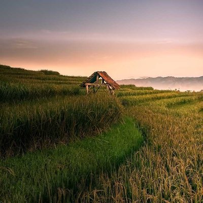 Sawah