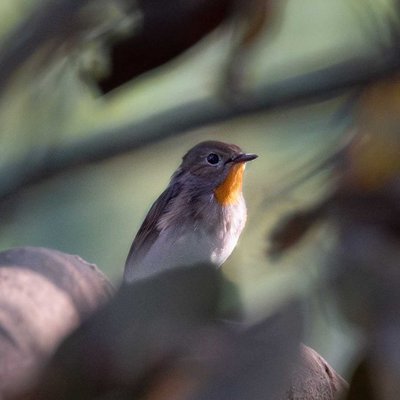 Red-breasted flycatcher