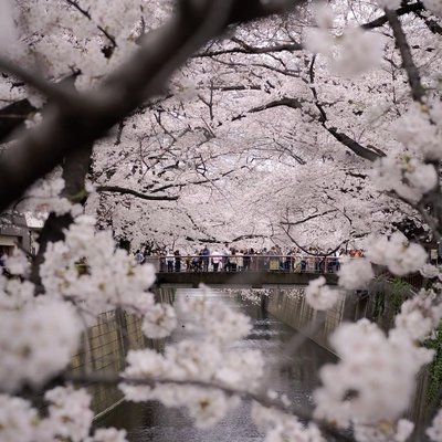 cherry blossoms 