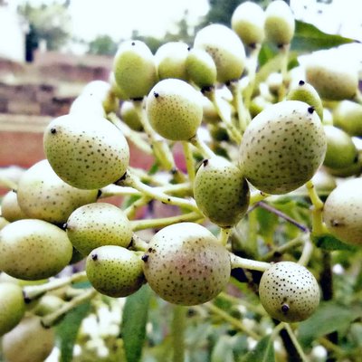 Curry berries photography.. 💫🧡