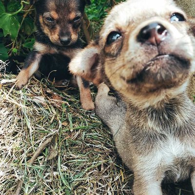Cute Puppies 😍
