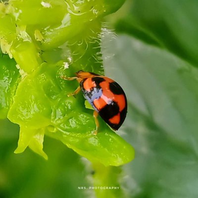 ladybug /kepik/kumbang koksi