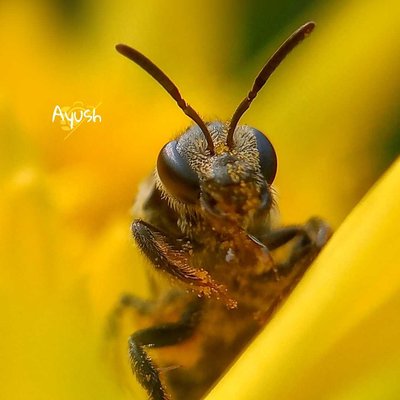Black Bee