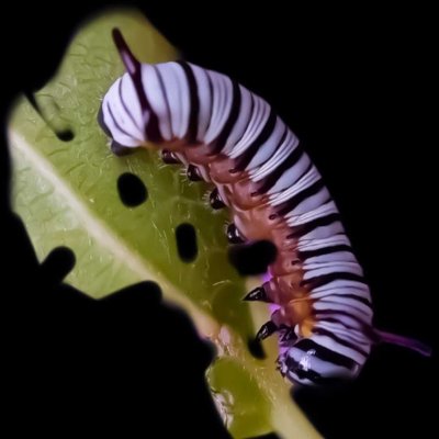 caterpillar