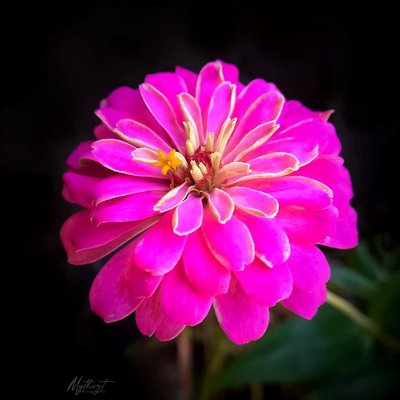 zinnia
