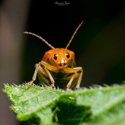 Pumpkin Beetle 🐞
