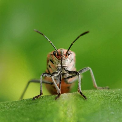 Insect 