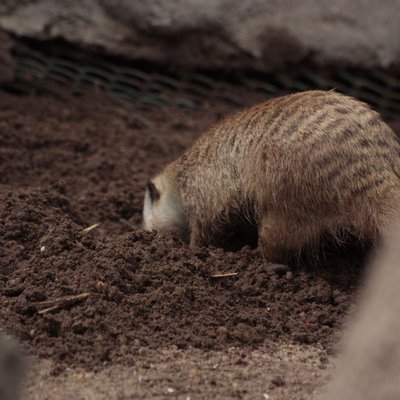 Suricatas / Meerkats