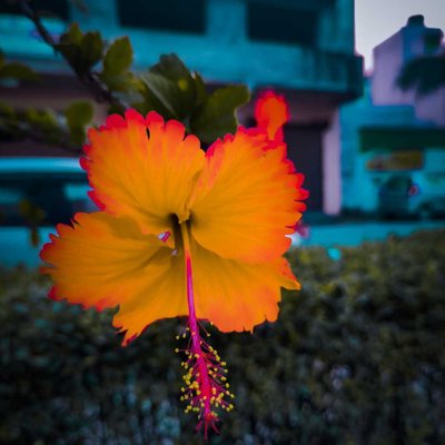 🌸🌸