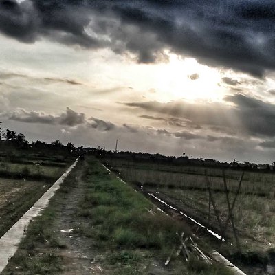 Menjelang Senja di Tengah Sawah