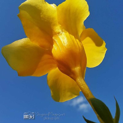 Bunga Allamanda / Terompet kuning emas