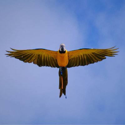 The flying parrot