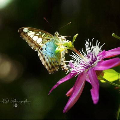 Butterfly Parthenos Sylvia