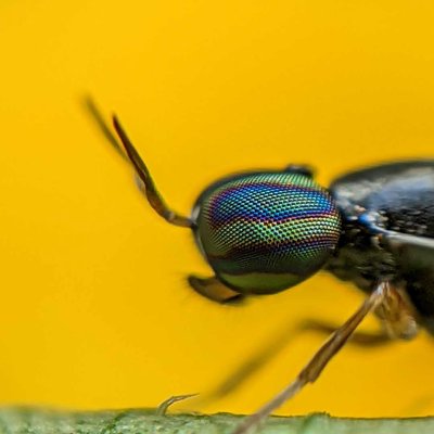 Soldier flies 📸