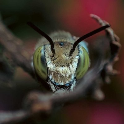 MEGACHILE