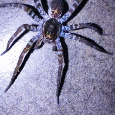 spider 🕷️