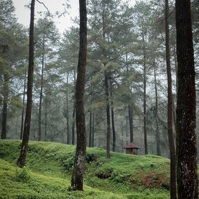 Limpakuwus Pine Forests 