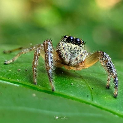 jumping spider 