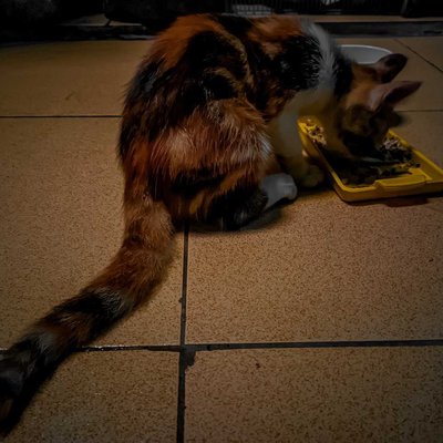 Hatori cat 🙂