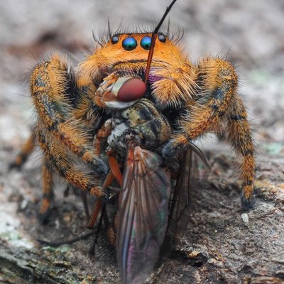 phidippus regius female