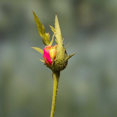 Rose Bud🌷❤️