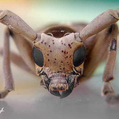Acalolepta