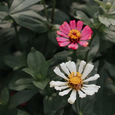 ZINNIA