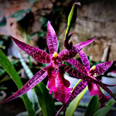 anggrek oncidium aliceara sunday