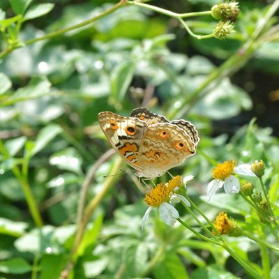 Junonia Orithya (Kupu kupu)