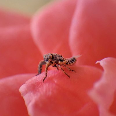 treehopper nymph