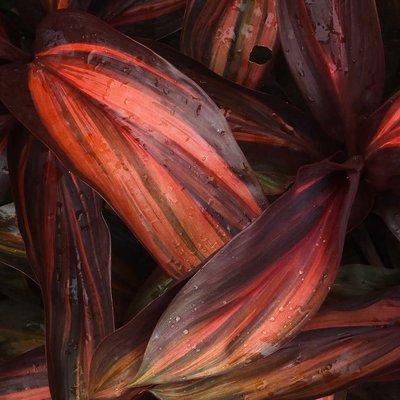 Vibrant Red 