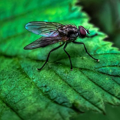 Macro Dragonfly
