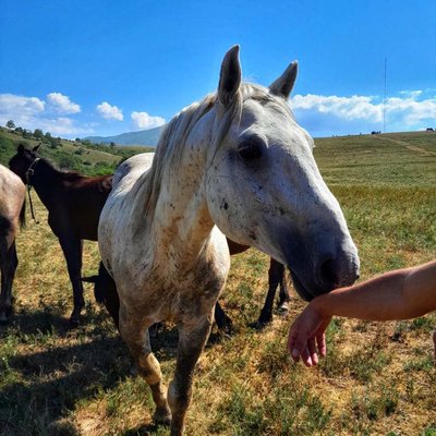 So beautiful feeling to pet the wild horses