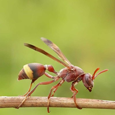 Ropalidia