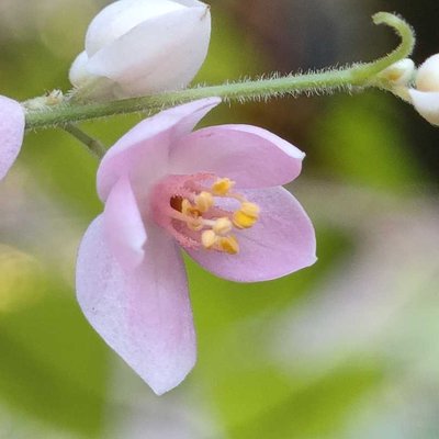 Antigonon leptopus.