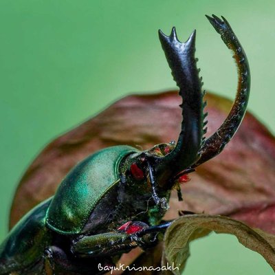 Photo Macro