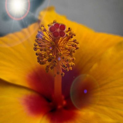 Macro Photography