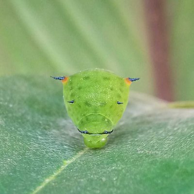 ulat pada daun sirsak