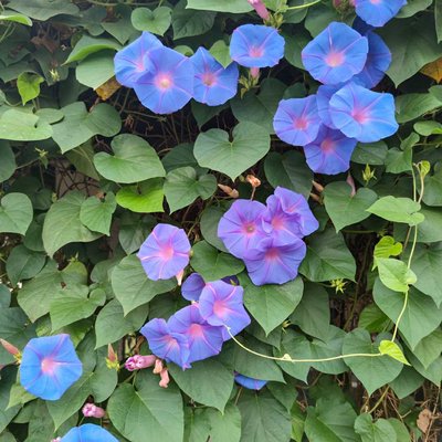 Morning Glory