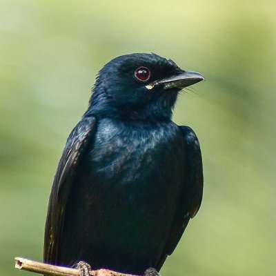 Black Beauty