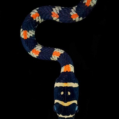 Ornate flying snake 