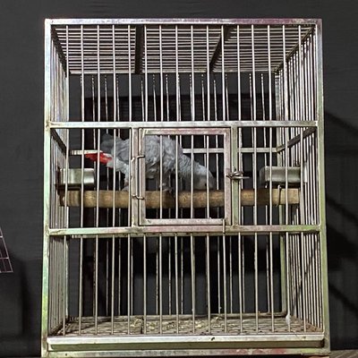 Parrot 