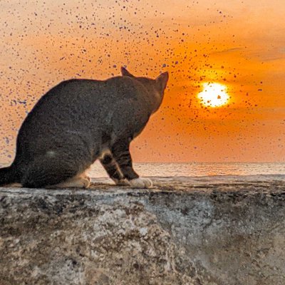 Kucing Penjaga Taman Muaro Lasak