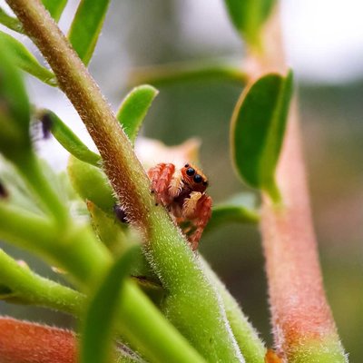 macro flora/fauna (Nature)
