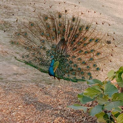 Peacock 🥰