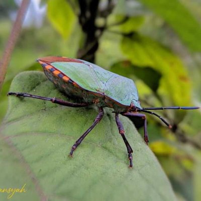 kepik hijau 🐝