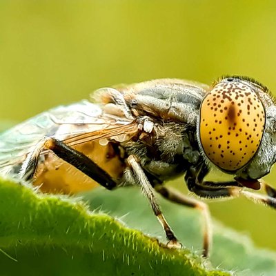 Eristalinus aeneus