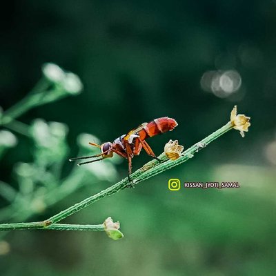 insect photography ❤️