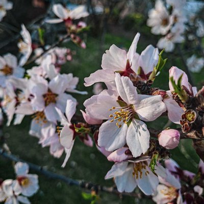 Spring In KASHMIR 