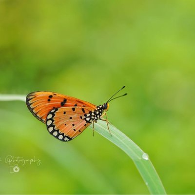 Tawny Coster (Acraea tepsicore)